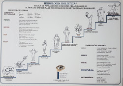 Mapa Iridologia Holstica - Escala de Pensamentos