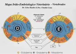 Mapa Iridologia Veterin�rio